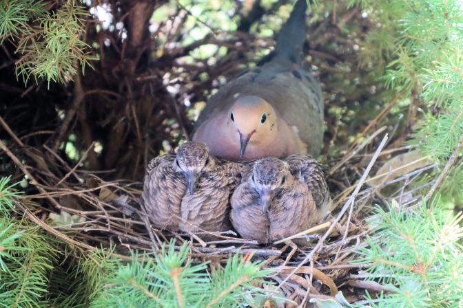 Mourning doves 18 Aug 01