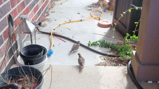 mourning doves 21 Aug 01