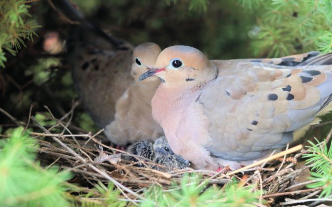 mourning dove 02 Aug 01