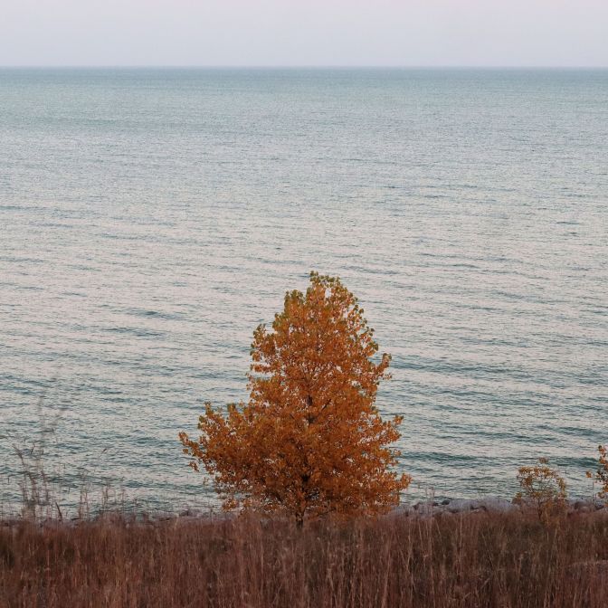 Lone tree along Lake Michigan, Oak Creek Wisconsin 2022