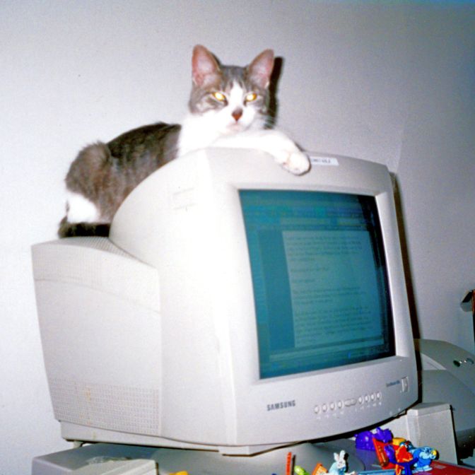 cat on computer