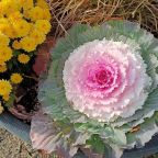 Gratitude on Sunday – #7