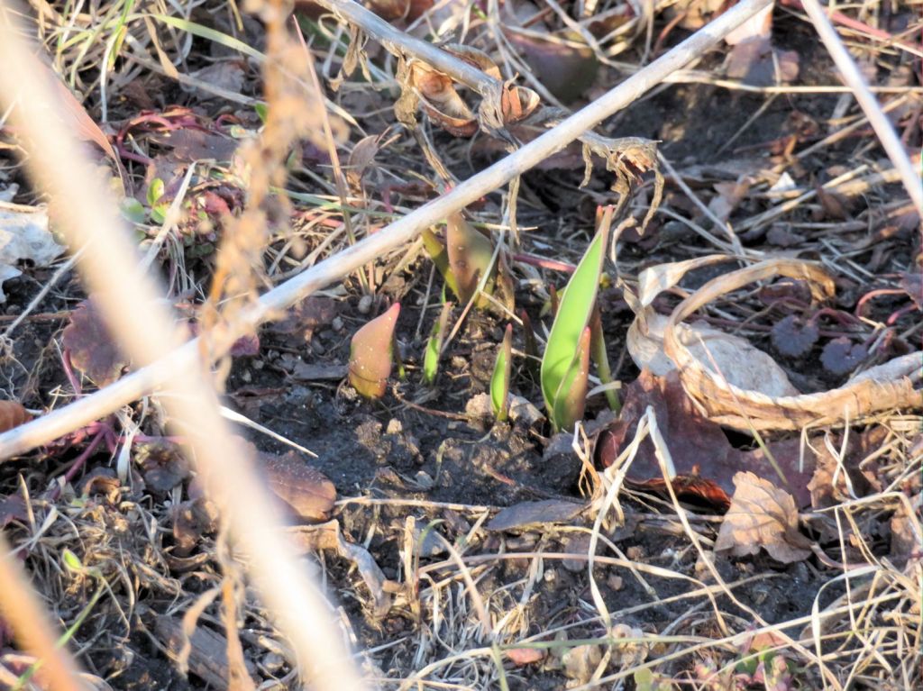 Tulips sprouting spring 2023