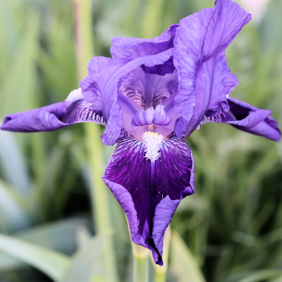 purple iris
