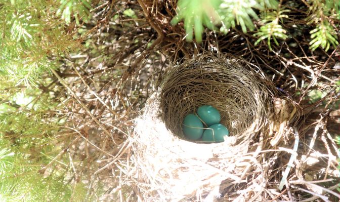 robin eggs in nest