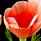 Sunday Gratitude – 25.VI.2023 – Actually a Sunday