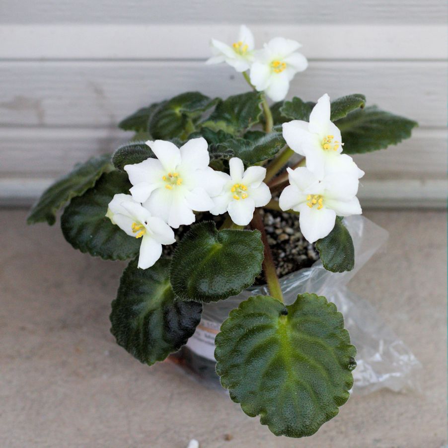 Lemon Whip African Violet