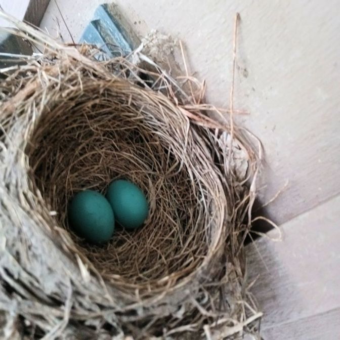 Robin's nest with two eggs