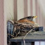 Wordless Wednesday #64 – Three Little Birds