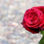 Sunday Gratitude – 26.V.2024