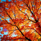 Sunday Gratitude – 20.X.2024