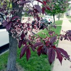 Sunday Gratitude x2 – 11.V.2025/18.V.2025