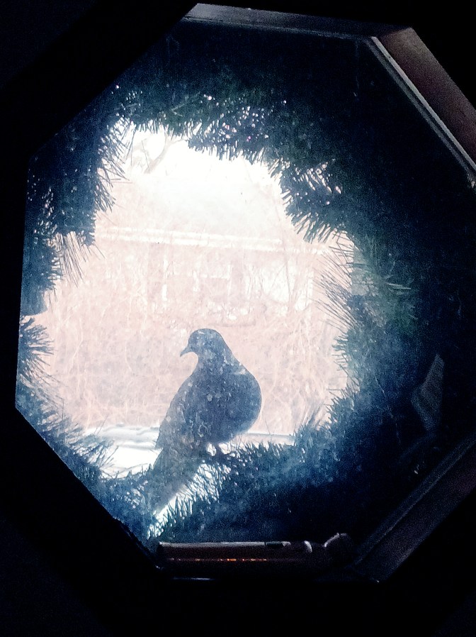 Mourning dove in wreath