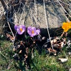 Sunday Gratitude – 5.IV.2026