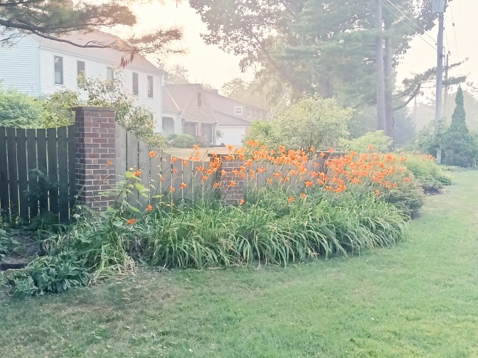 orange tigerlilies haze