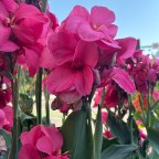 Sunday Gratitude – 18.X.2026